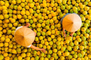 'Đệ nhất danh quả' đang vào mùa, một địa phương gấp rút thu hoạch sớm và chằng chống bảo vệ cây trước bão số 5