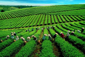 Xuất khẩu chè của Việt Nam chững lại, thị trường toàn cầu dư cung