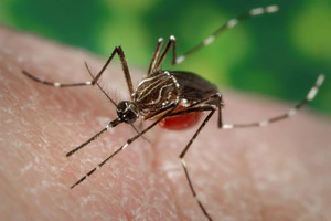Bộ Y tế bác tin Việt Nam có ca mắc Chikungunya
