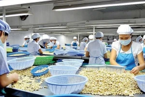 Lý do Trung Quốc rốt ráo gom mua hạt điều Việt Nam