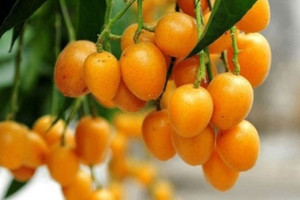 Loại quả chua ngọt giá rẻ như rau tại Việt Nam, phiên bản không hạt ở Trung Quốc bán đắt 10 lần vẫn cháy hàng
