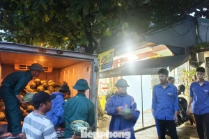 Bão số 5 áp sát, cả phường ngược xuôi giải cứu dưa hấu