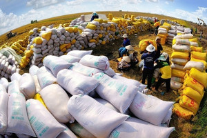 ‘Hạt vàng’ của Việt Nam sản lượng cao thứ 2 lại có giá cao nhất thế giới, ‘vượt’ Thái Lan và Ấn Độ
