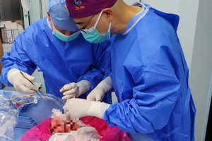 Lần đầu tiên thực hiện ghép phổi lợn cho người
