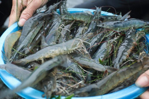 Tôm chưa kịp lớn, nông dân Hà Tĩnh vẫn phải 'rứt ruột' bán tháo gỡ vốn sau bão Kajiki
