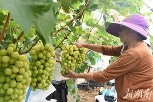 Loại nho quý tộc từng có giá hơn 1 triệu đồng/kg nay giảm giá kịch sàn vẫn ế, nguyên nhân do đâu?