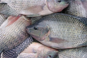 Quốc gia đông dân nhất thế giới chi tiền gấp 47 lần để mua một loại cá của Việt Nam, nước ta trở thành nhà cung cấp thủy sản lớn thứ 2