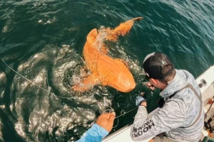 Bí ẩn cá mập màu cam, mắt trắng cắn câu ở Costa Rica