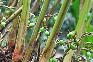 Việt Nam trồng thành công loại gia vị đắt thứ 3 thế giới, nửa năm xuất khẩu hơn 1.600 tấn, thu 15,3 triệu USD