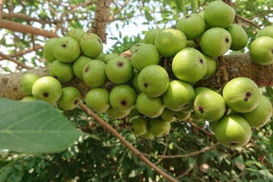 Loại quả quen thuộc thường mọc ven bờ ao, góc vườn nay ‘lên đời’: Dân phố săn đón, bán lên tới 200.000 đồng/1kg nhưng rất bổ