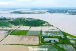 Bị bão quét sạch hoa màu, cả hợp tác xã trắng tay