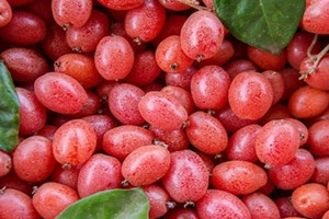 Thức quà vặt tuổi thơ cho không ai lấy, sang Trung Quốc thành cây cảnh giá tiền triệu mỗi gốc