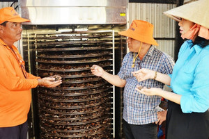 Anh nông dân An Giang sở hữu 500 ha lúa, chỉ nhờ trồng thêm cây nhàu ven ruộng bỏ túi trăm triệu đồng mỗi tháng