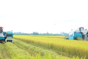 'Bài học xương máu' nhìn từ vụ kiện gạo Việt Nam ngon nhất thế giới