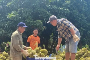 Buôn sầu riêng nhanh giàu nhưng dễ 'bay' sổ đỏ
