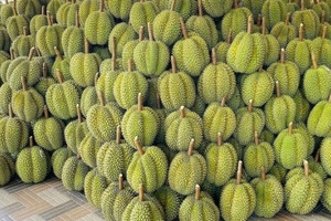 Trung Quốc mở ‘đường cao tốc’ cho sầu riêng Đông Nam Á, 10.000 container hàng cập bến chỉ sau 6 ngày