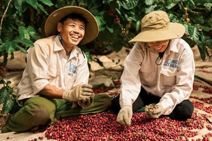 'Vàng nâu' Việt Nam lập kỷ lục 6 tỷ USD, Campuchia bất ngờ thành 'khách VIP'