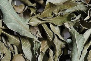 Loại lá có đầy ở Việt Nam, tưởng vô giá trị hóa ra phơi khô thành thảo dược quý, giá ra sao?