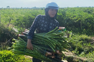 Nông dân Huế ‘lên đời’ nhờ tiên phong trồng loại cây đặc sản từng bước vào thơ ca: Dễ trồng nhưng lại ‘khó tính’, thu nhập hàng trăm triệu/năm