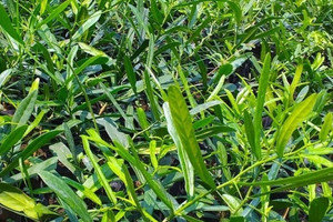Loại cây từng bị tận diệt tại Nam Trung Bộ nay trở thành 'vàng xanh', bán rễ giá chục triệu/kg