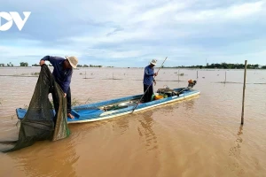 Nguy cơ khủng hoảng nguồn cá sông Mekong