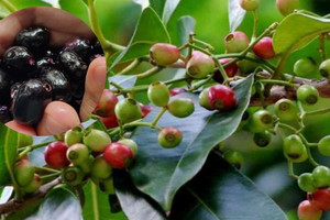Quả dại có tên gọi 'bốc mùi' ở ven rừng: Xưa không ai ngó đến, nay thành đặc sản hiếm giá nửa triệu đồng/kg