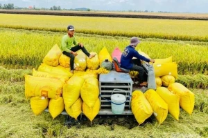 Lên phương án ứng phó việc Philippines tạm dừng nhập gạo