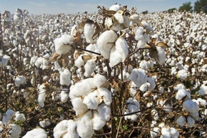 Một mặt hàng của Mỹ đang 'tháo chạy' khỏi Trung Quốc, đổ dồn vào Việt Nam