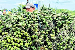Trồng loại cây 'nhàn hạ', nông dân Quảng Ngãi vẫn thu lãi dù giá giảm sâu