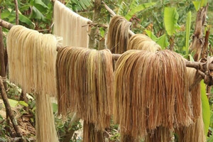 Việt Nam có nguồn kho báu vô tận 160 triệu tấn/năm, nhưng bấy lâu bị biến thành thức ăn cho lợn