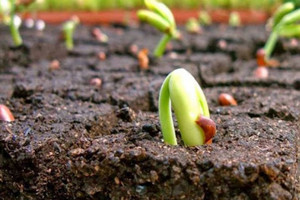 Sản vật có hương vị 'gây nghiện' của Việt Nam được 5 quốc gia khó tính bậc nhất thế giới chi hàng tỷ USD tìm mua, kim ngạch xuất khẩu tăng 62%
