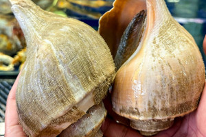 Loại ốc ngoại 'chanh sả': Mỗi kg gần 1 triệu, chưa kịp bày bán đã hết hàng