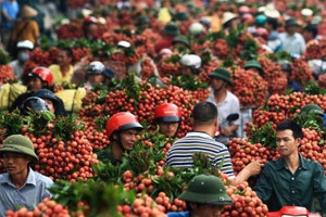 Xuất khẩu vải thiều thiết lập kỷ lục mới: Trung Quốc, Papua New Guinea tăng cường thu mua