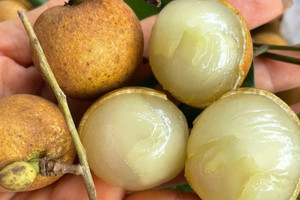 Loại nhãn đặc sản trái to, cùi giòn, hình dáng đặc biệt vốn là hàng hiếm bất ngờ rớt giá xuống thấp kỷ lục trong 5 năm