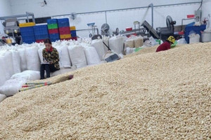 Động lực khiến Trung Quốc tăng thu mua loại hạt mà Việt Nam giữ ngôi vương xuất khẩu suốt 15 năm, tốc độ khiến Mỹ hụt hơi