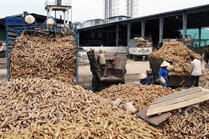 90% mặt hàng này của Việt Nam đang xuất sang Trung Quốc, doanh nghiệp tích cực làm một việc để ‘phòng xa’