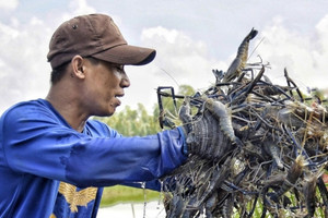Nông dân thủ phủ tôm càng xanh trúng đậm, thương lái vào tận ao lùng mua từng ký