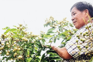 Nông dân Vĩnh Long lai tạo giống được ‘viên ngọc quý’ trong vườn: Quả lép, ăn ngon, sản lượng 25 tấn/ha, mở ra cơ hội ‘kiếm tiền kép’