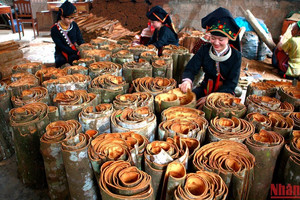 Cây gỗ quý ở Việt Nam được mệnh danh là ‘kho báu xanh’, cực hiếm trên thế giới, khiến Mỹ lùng mua, từ vỏ đến lá đều ‘hái ra tiền’