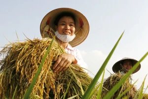 Quyền Bộ trưởng Nông nghiệp nói về tình hình gạo Việt khi Philippines, Indonesia dừng nhập khẩu