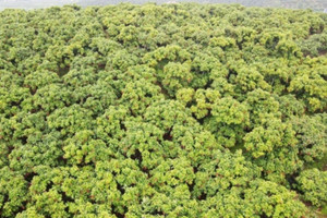 Đặc sản Việt Nam lập kỷ lục doanh thu, xuất khẩu thẳng sang Nhật, Mỹ, Canada, Úc, EU với giá cao gấp 15 lần trong nước