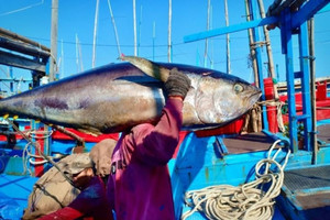 Một số mặt hàng hải sản Việt Nam đối mặt với nguy cơ bị cấm nhập khẩu vào Mỹ