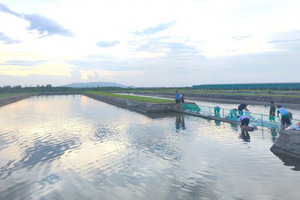 Xí nghiệp của ông Trần Bá Dương lên kế hoạch nuôi 9.000 con cá, trồng rau trên 2.400m2 đất