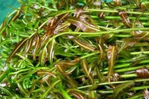 Loại rau dại nghe tên lạ hoắc, nay thành đặc sản nhà hàng, giá 70.000 đồng/kg vẫn cháy hàng