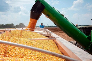 Là quốc gia sản xuất một mặt hàng nông sản nhiều nhất thế giới, Mỹ sắp đón nhận 1 mùa vụ có diện tích thu hoạch lớn chưa từng thấy kể từ 1933