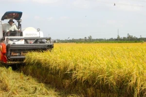 Lý do An Giang trở thành vựa lúa số 1 cả nước
