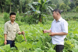 Nông dân Tuyên Quang ‘nghĩ mới làm thật’, trồng loại cây rất hợp với đất miền núi: Thu hoạch là thương lái ‘giành’ mua sạch