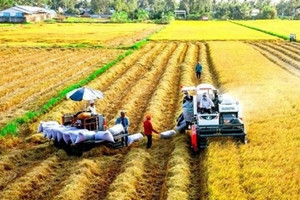Philippines tạm 'đóng cửa', 2 thị trường này đang kéo gạo Việt thăng hạng