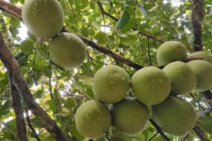 Đặc sản tiến vua 'hồi sinh', nông dân Huế lời hàng trăm triệu sau khi trừ hết chi phí