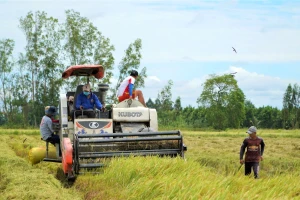 Vì sao giá lúa ở An Giang giảm mà bà con lại vui?